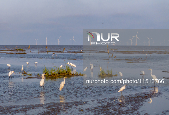 Egrets forage at the Tiaozi mud scenic spot in Dongtai city, Yancheng, China, on August 24, 2024. 