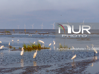 Egrets forage at the Tiaozi mud scenic spot in Dongtai city, Yancheng, China, on August 24, 2024. (