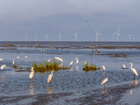 Egrets forage at the Tiaozi mud scenic spot in Dongtai city, Yancheng, China, on August 24, 2024. (