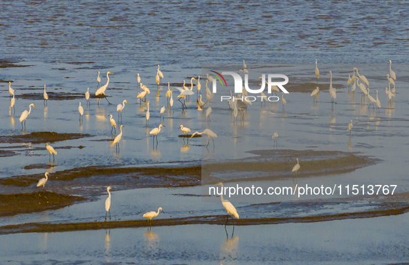 Egrets fly in the air at Tiaozi mud scenic spot in Dongtai city, Yancheng City, East China's Jiangsu province, in Yancheng, China, on August...