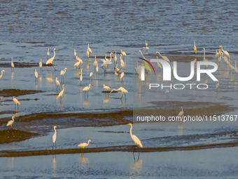 Egrets fly in the air at Tiaozi mud scenic spot in Dongtai city, Yancheng City, East China's Jiangsu province, in Yancheng, China, on August...