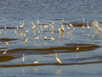 Egrets fly in the air at Tiaozi mud scenic spot in Dongtai city, Yancheng City, East China's Jiangsu province, in Yancheng, China, on August...