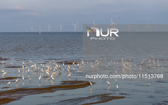 Egrets fly in the air at Tiaozi mud scenic spot in Dongtai city, Yancheng City, East China's Jiangsu province, in Yancheng, China, on August...