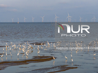 Egrets fly in the air at Tiaozi mud scenic spot in Dongtai city, Yancheng City, East China's Jiangsu province, in Yancheng, China, on August...