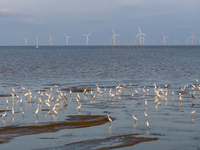 Egrets fly in the air at Tiaozi mud scenic spot in Dongtai city, Yancheng City, East China's Jiangsu province, in Yancheng, China, on August...