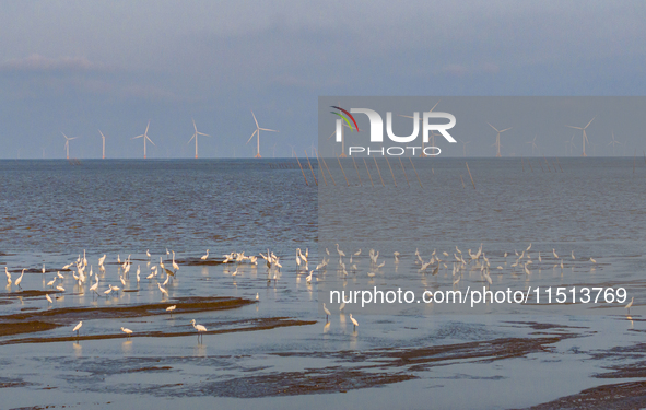 Egrets fly in the air at Tiaozi mud scenic spot in Dongtai city, Yancheng City, East China's Jiangsu province, in Yancheng, China, on August...