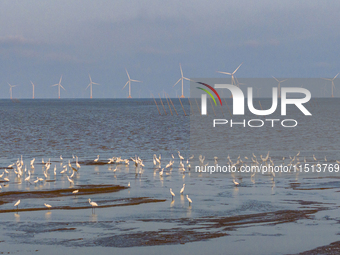 Egrets fly in the air at Tiaozi mud scenic spot in Dongtai city, Yancheng City, East China's Jiangsu province, in Yancheng, China, on August...