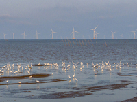 Egrets fly in the air at Tiaozi mud scenic spot in Dongtai city, Yancheng City, East China's Jiangsu province, in Yancheng, China, on August...