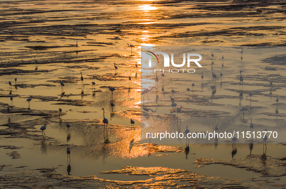 Egrets fly in the air at Tiaozi mud scenic spot in Dongtai city, Yancheng City, East China's Jiangsu province, in Yancheng, China, on August...