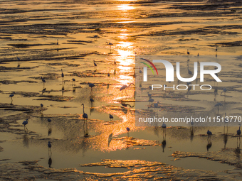 Egrets fly in the air at Tiaozi mud scenic spot in Dongtai city, Yancheng City, East China's Jiangsu province, in Yancheng, China, on August...