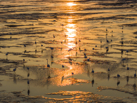 Egrets fly in the air at Tiaozi mud scenic spot in Dongtai city, Yancheng City, East China's Jiangsu province, in Yancheng, China, on August...