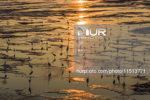 Egrets fly in the air at Tiaozi mud scenic spot in Dongtai city, Yancheng City, East China's Jiangsu province, in Yancheng, China, on August...