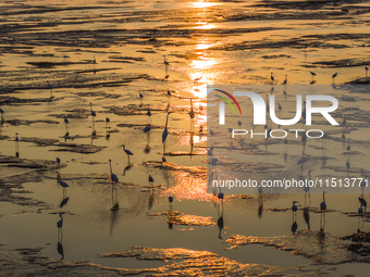 Egrets fly in the air at Tiaozi mud scenic spot in Dongtai city, Yancheng City, East China's Jiangsu province, in Yancheng, China, on August...