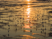 Egrets fly in the air at Tiaozi mud scenic spot in Dongtai city, Yancheng City, East China's Jiangsu province, in Yancheng, China, on August...