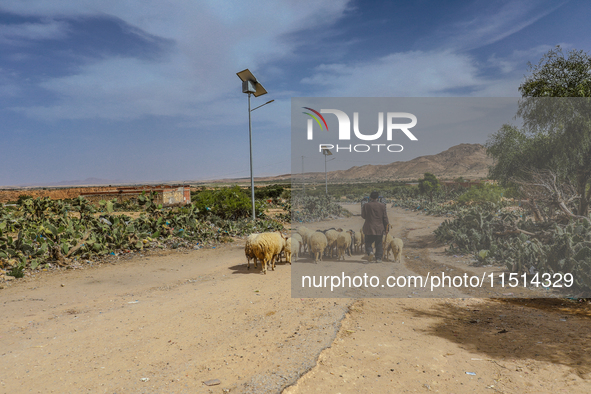 A shepherd drives his flock of sheep next to public lighting columns powered by photovoltaic panels in a rural area in Kairouan, Tunisia, on...