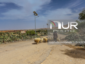 A shepherd drives his flock of sheep next to public lighting columns powered by photovoltaic panels in a rural area in Kairouan, Tunisia, on...