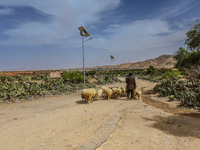 A shepherd drives his flock of sheep next to public lighting columns powered by photovoltaic panels in a rural area in Kairouan, Tunisia, on...