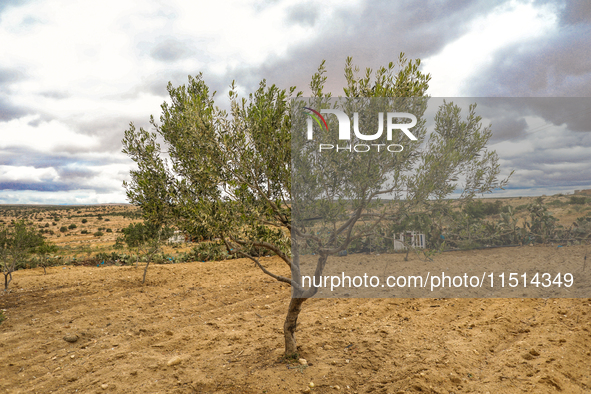 An olive tree stands in a rural area in Kairouan, Tunisia, on May 8, 2024. The region of Kairouan faces water stress, leading to water short...