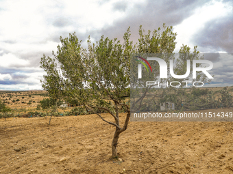 An olive tree stands in a rural area in Kairouan, Tunisia, on May 8, 2024. The region of Kairouan faces water stress, leading to water short...