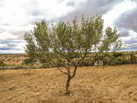 An olive tree stands in a rural area in Kairouan, Tunisia, on May 8, 2024. The region of Kairouan faces water stress, leading to water short...