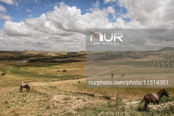 Farmers harvest barley in their field located in Siliana, Tunisia, on May 10, 2024. Farmers face a major problem in keeping their fields pro...