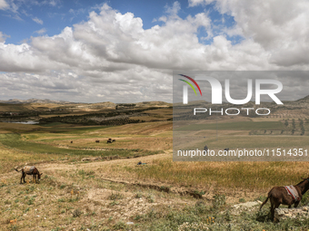 Farmers harvest barley in their field located in Siliana, Tunisia, on May 10, 2024. Farmers face a major problem in keeping their fields pro...