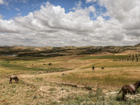 Farmers harvest barley in their field located in Siliana, Tunisia, on May 10, 2024. Farmers face a major problem in keeping their fields pro...