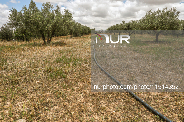 An irrigation system is used in an olive grove located in Siliana, Tunisia, on May 10, 2024. Farmers face a major problem in keeping their f...