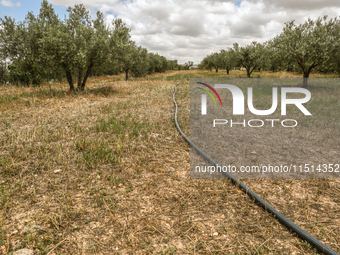 An irrigation system is used in an olive grove located in Siliana, Tunisia, on May 10, 2024. Farmers face a major problem in keeping their f...