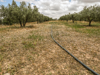 An irrigation system is used in an olive grove located in Siliana, Tunisia, on May 10, 2024. Farmers face a major problem in keeping their f...