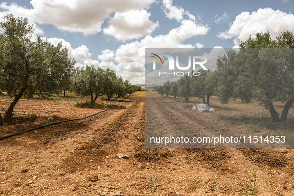 An irrigation system is used in an olive grove located in Siliana, Tunisia, on May 10, 2024. Farmers face a major problem in keeping their f...