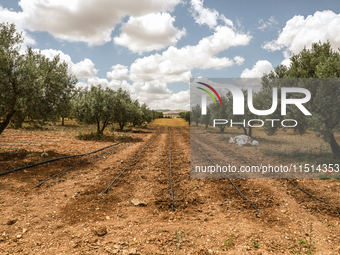 An irrigation system is used in an olive grove located in Siliana, Tunisia, on May 10, 2024. Farmers face a major problem in keeping their f...