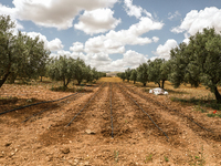 An irrigation system is used in an olive grove located in Siliana, Tunisia, on May 10, 2024. Farmers face a major problem in keeping their f...