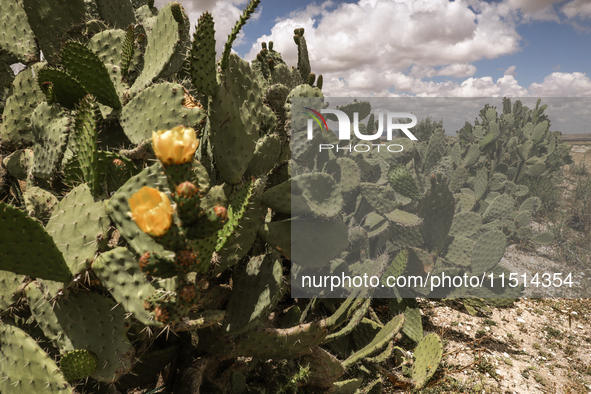 Prickly pear plantations in a rural area in Siliana, Tunisia, on May 10, 2024. Several agricultural areas in Tunisia are the latest victims...