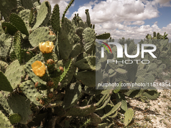 Prickly pear plantations in a rural area in Siliana, Tunisia, on May 10, 2024. Several agricultural areas in Tunisia are the latest victims...