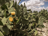 Prickly pear plantations in a rural area in Siliana, Tunisia, on May 10, 2024. Several agricultural areas in Tunisia are the latest victims...