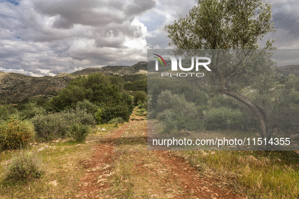 A landscape view of the forest and the Bargou Mount in an isolated rural area in Siliana, Tunisia, on May 10, 2024 