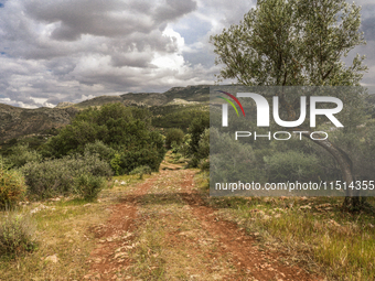 A landscape view of the forest and the Bargou Mount in an isolated rural area in Siliana, Tunisia, on May 10, 2024 (