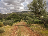 A landscape view of the forest and the Bargou Mount in an isolated rural area in Siliana, Tunisia, on May 10, 2024 (