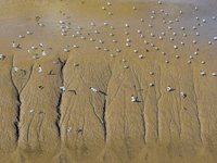 The first migratory anti-billed Snipes are seen at the Tiaozini wetland in Yancheng, China, on August 25, 2024. (