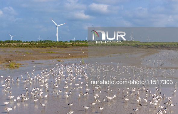 The first migratory anti-billed Snipes are seen at the Tiaozini wetland in Yancheng, China, on August 25, 2024. 