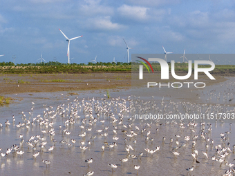 The first migratory anti-billed Snipes are seen at the Tiaozini wetland in Yancheng, China, on August 25, 2024. (