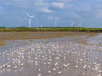 The first migratory anti-billed Snipes are seen at the Tiaozini wetland in Yancheng, China, on August 25, 2024. (