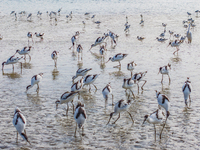 The first migratory anti-billed Snipes are seen at the Tiaozini wetland in Yancheng, China, on August 25, 2024. (