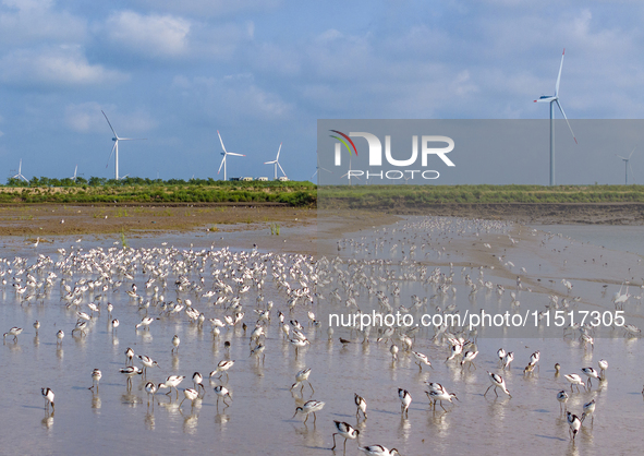 The first migratory anti-billed Snipes are seen at the Tiaozini wetland in Yancheng, China, on August 25, 2024. 