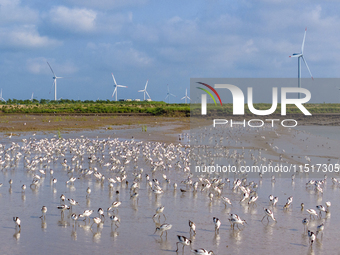 The first migratory anti-billed Snipes are seen at the Tiaozini wetland in Yancheng, China, on August 25, 2024. (