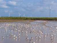 The first migratory anti-billed Snipes are seen at the Tiaozini wetland in Yancheng, China, on August 25, 2024. (