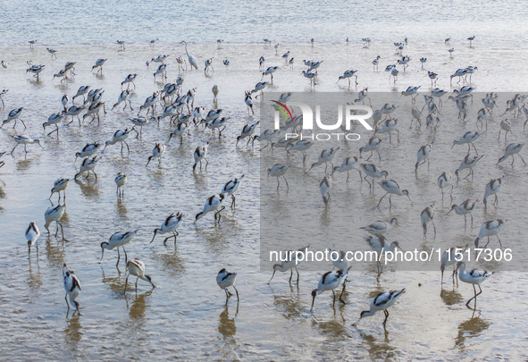 The first migratory anti-billed Snipes are seen at the Tiaozini wetland in Yancheng, China, on August 25, 2024. 