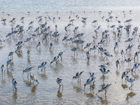 The first migratory anti-billed Snipes are seen at the Tiaozini wetland in Yancheng, China, on August 25, 2024. (