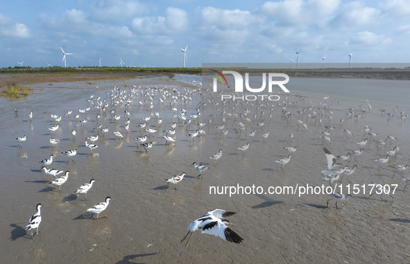 The first migratory anti-billed Snipes are seen at the Tiaozini wetland in Yancheng, China, on August 25, 2024. 